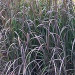 Perennial Farm Marketplace Andropogon g. 'Blackhawks' (Big Bluestem) Ornamental Grass, Size-#1 Container, Burgundy-Black Foliage