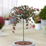 Loropetalum Chinense Fire Dance Tree | Evergreen Patio Trees for Small Gardens | Straight Standard Stem | Ornamental Garden Plants | 2-3ft (70-80cm (Incl. Pot))