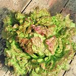 Bolly Bulbs® - Lettuce Seeds 'Iceberg 4' (250 Seeds)