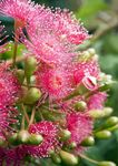 Gebdinsh Garden® Imported Eucalyptus Flower Seeds For Kitchen Gardening (Pack Of 50-60 Seeds)