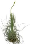 Airplant Tillandsia Argentea, air Plants Collection, Airplant, airplants, air Plant, no Soil Plants, Real Plant, Live Plant, Easy Care Plants, Decor House Plant