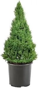 1 Gallon, Dwarf Alberta Spruce Shrub, Green