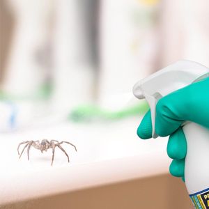 NOPE Spider Killer Spray 5L – Indoor & Outdoor Insect Control