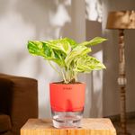 KYARI Money Variegated Indoor Plants for Living Room | Live Plants | Plants with Red Self Watering Pot for Home | Air purifier plants | Plants for Home Decor | Plants for Garden & bedroom