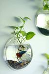 Premier Plants Wall Hanging Fish Bowl Acrylic White Colour with Free Color Stones (9 Inch)