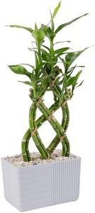 Costa Farms Lucky Bamboo Plant, Easy to Grow Live Indoor Houseplant in Ceramic Planter Pot, Potting Mix, Grower's Choice, Perfect for Home Tabletop, Office Desk, Shelf, Zen Room Decor, 12-Inches Tall