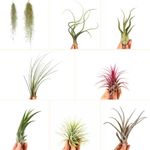 Air Plant Pack Various Plants Live House Plant Mixed Selection Loot Box (5) 5