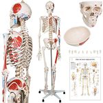 Jago® Life Size Skeleton - 6ft, PVC, Protective Cover, Anatomy Poster, Stand with Wheels - Human Model, Medical Student, Anatomical Full Sized Body. Bones, Figure, Muscle, Study, Physio, Anatomicals