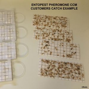 Entopest Clothes Moth Monitoring Traps 10-Pack – Wardrobe & Room Refill