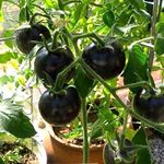 AYWAL Black Tomato seeds American Black Tomato F1 Hybrid Vegetable Seeds (Pack Of100 Seeds) B11