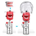 ANNWAH Mouth Simulator Phantom Head Teaching Head Model Fix on Table Replaceable Typodont Tooth Model 360-Degree Adjustment for Dentists & Dental Assistants and Hygienists