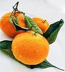 Fresh Satsuma Mandarin from Califor