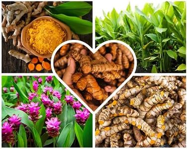 Fresh Turmeric Roots Bulk Raw Yellow Turmeric Rhizomes to Grow, 1Lb Curcuma Longa Ginger Bulbs, Live Turmeric Roots for Planting Indoors Outdoors
