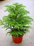 Healthy Vibe Live Air Purifying Christmas Tree Araucaria Heterophylla Live Plant with Pot