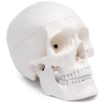 Medical Anatomical Human Skull Model High Quality, Classic, 3-part, Life Size