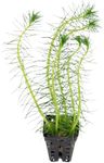 Myrio Green (Myriophyllum Pinnatum) (in 2" Pot)