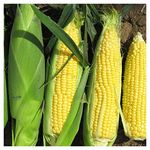 PREMIER SEEDS DIRECT SWEET CORN - SWEETCORN - F1 RISING SUN 50 FINEST SEEDS