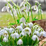 Woodland Bulbs® 25 x Double & 25 x Single - SNOWDROPS Bulbs UK Grown Freshly-Lifted Bulbs - Snowdrops Bulbs Ready for Planting Now UK - Trusted UK Seller (Free UK P&P)