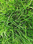 Hundredfold Perennial Ryegrass 50 G