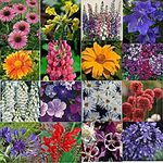 12 Hardy Perennial/Biennial Medium Plug Plants Collection - Ready to Pot UP/Plant Out