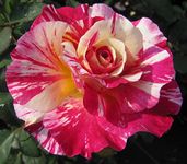 Maurice Utrillo - 5.5lt Potted Hybrid Tea Garden Rose Bush - Fragrant, Red/Orange/Yellow Striped Blooms