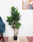 Home Bloom Artificial Plant Fiddle Leaf Fig Plants Fake Plants in Pot Natural Faux Plants with Home Décor Ficus Lyrata Greenery Plant Indoor Outdoor Decor for House Home Office (Green 85 cm Tall)