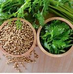 Zeniso® Coriander (Dhaniya) Hybrid Seeds, Indian Vegetable Seeds, High Germination Seeds For Home & Garden