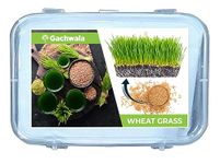 Gachwala Hybrid Wheat Grass Seeds (2000 Seeds) - For Wheat Grass Juice | Wheat Grass for Health and Wellness, Chemical Free Pure Organic Wheat Seeds Variety For Growing Wheat - Indoor Cats Grass