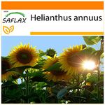 SAFLAX - Garden in The Bag - Sunflower Titan - 20 Seeds - Helianthus annuus