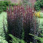 Plant Theory Atropurpurea Helmond Pillar Barberry Berberis Thunbergii Shrub Plant 2L Pot