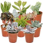 GardenersDream 10 Succulent Plants - Real Indoor Plants for Desks, Shelves, and Windowsills - Healthy and Lively Air Purifying Plants - Great Gifts for Plant Lovers (5–25 cm)