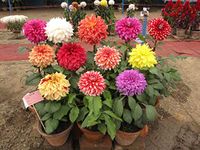 Golden Hills Farm® (AVG 100-500) seeds Flower Seeds : Giant Dahlia Flowered Deep Gardening Flower Seeds Flower Seeds