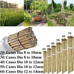 AQS INTERNATIONAL 2ft-7ft Professional Large Bamboo Canes Strong Heavy Duty Thick Natural Stake Pole Can Plants Garden Plant Flower Gardening Sticks Supports (10, 2FT (8-10mm))