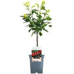 Patio Fruit Tree Collection | Various Premium Grade Fruits | Ideal for Small Gardens & Borders | Apple, Cherry, Plum, Nectarine, Peach & Pear Trees | 2-3ft ('Morello' Cherry Tree)