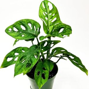 Monstera Adansonii Swiss Cheese Plant Live in 4Inch Pot - Split Leaf Fenestrated Live Indoor Houseplants for Home Office Wedding Decorations & Birthday Gift