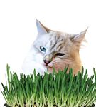 MVM e-comerce Sweet Greens Cat Grass Kit