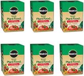 Miracle-Gro 2000422 Tomato Plant Fo