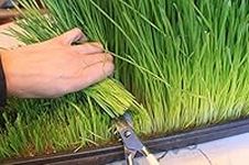 1Kg Wheat Grass Seed - CAT Grass - Sprouting - JUICING - 1Kg by Pretty Wild Seeds