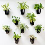 LaLaGreen Wall Planters for Indoor Plants - 10 Pack, 4 Inch Black Self Watering Pots, Wall Mount Planter Holder, Modern Hydroponic Wall Hanging Pots Vertical Live Plant Wall Living Plant Wall Garden