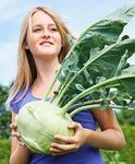 CEMEHA SEEDS Kohlrabi Cabbage German Turnip Biennial Early Heirloom Non GMO for Planting