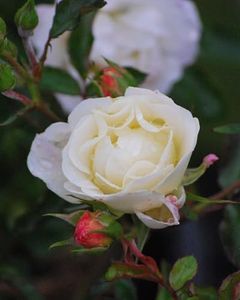 Perennial Farm Rosa Popcorn Drift® – Live Flowering Shrub #2 Container, Compact Groundcover Rose, Creamy Yellow Blooms, Long Bloom Season, Low Maintenance, Great for Borders & Gardens