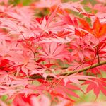 Acer palmatum Sumi Nagashi - Japanese Maple Tree | Large Outdoor Garden Ready Plant in Pot (50-70cm Incl. Pot)