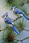 Toland Home Garden 1010433 Blue Jay Duet Decorative Birds/Outdoors House Yard Flag, 28" by 40"