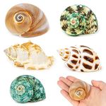 WeDoSoy 5PCS Hermit Crab Shells | Natural Sea Conch Size 2.1" - 2.8", Opening Size 0.9" - 1.5" | Medium Large Turbo Seashells for Hermit Crab Supplies and Beach Decoration Sea Shell