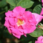 YouGarden Rose 'Zephirine Drouhin', Established Plant in 3L Pot, Ready to Plant Thornless Climbing Rose for Pots, Borders, or Beds