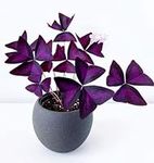 Oxalis Triangularis Bulbs - Purple 