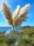 CORNISH PAMPAS Large Dried Fluffy N