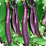 200 Long Purple Eggplant Seeds for 