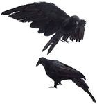 2-Pack Realistic Crows Lifesize Ext