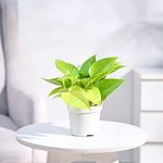 UGAOO Live Money Plant Golden with Pot